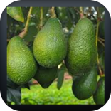 أنواع الأشجار المثمرة