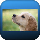 what is my doog saying APK