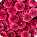 Pink Photo Download