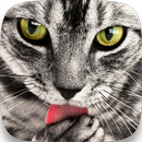 Cats Wallpapers HD 2022 APK