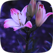Rose images HD simgesi