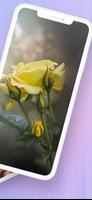 Rose images HD ภาพหน้าจอ 1
