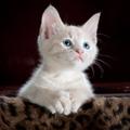 Cats Pictures-صور قطط