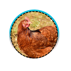 Aviculture moderne أيقونة