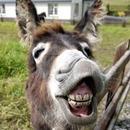 donkey pics APK