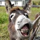 donkey pics icono