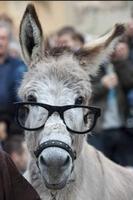 donkey pics Poster
