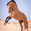 horse images
