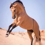 horse images 圖標
