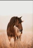 horse images screenshot 1