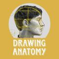 Drawing anatomy