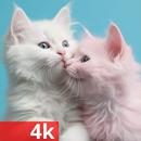 Cute Animal Wallpaper APK