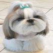 shih tzu dog guide ícone