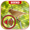 canary bird sound icon