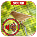 canary bird sound