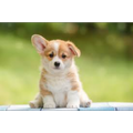 Dog names