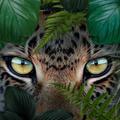 ”Leopard wallpaper hd