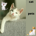 pet cats
