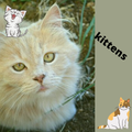 kittens