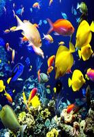 صور الحيوانات Animal photos screenshot 3