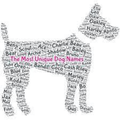 unique dog name