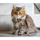 Cat & Kitten Photos icône