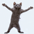 Gify