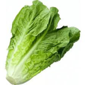 butter lettuce