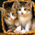 cat wallpaper