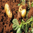 زراعة البطاطس APK
