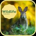 Wildlife & Pets Videos