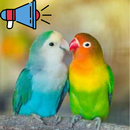 اصوات طيور حب هادئة aplikacja