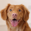 happy national dog day quotes icon