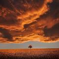 Pictures app free