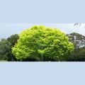 Type of Tree Leaves