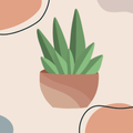 Indoor decorative plants