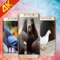 4k pigeon wallpapers