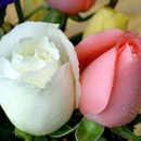 beautiful natural flowers APK