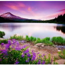 Beautiful nature wallpapers APK