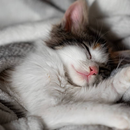 Training cats to sleep APK