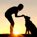 Training small dogs to obey APK
