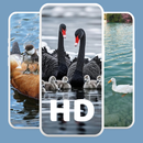 Duck Wallpapers HD APK