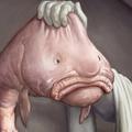 Blobfish
