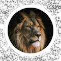 ”lion wallpapers HD