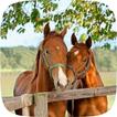 Horse wallpaper