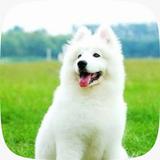 white dog wallpaper ikona