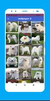 white dog wallpaper screenshot 2