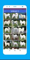 white dog wallpaper screenshot 3