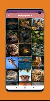 Animal Wallpapers 截圖 1