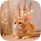 ikon wallpaper cat HD